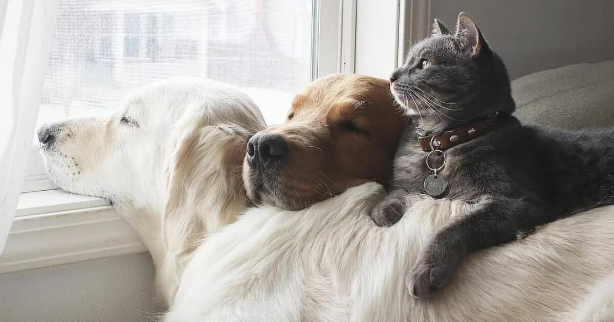 Приятная картинка с животным Meet Three Best Friends - Two Dogs And A Cat Who Love Doing Everything Together 