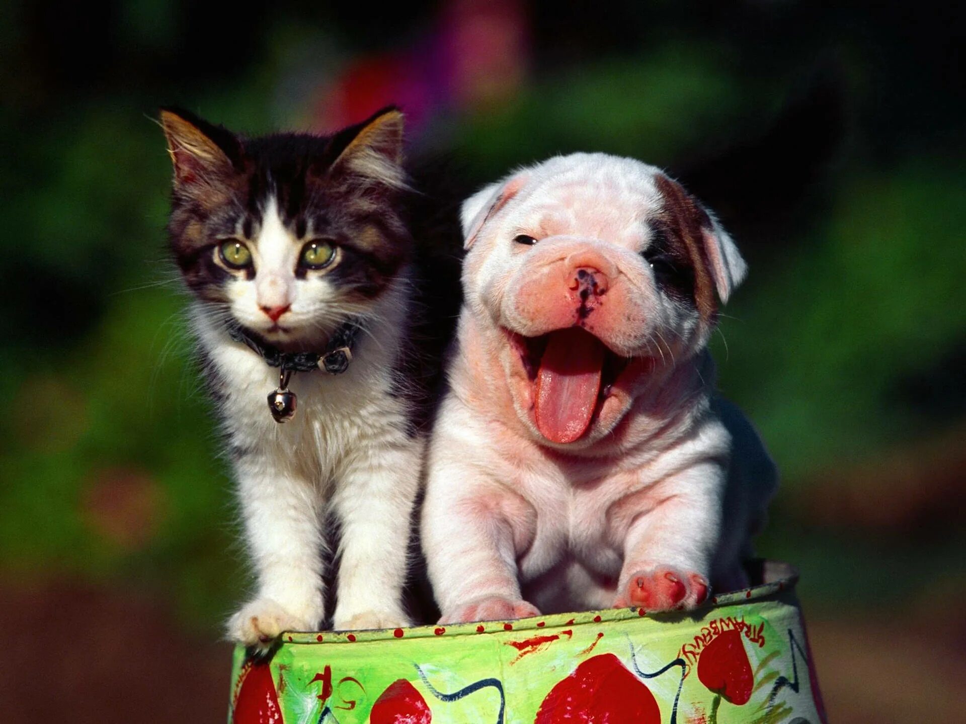 Приятная картинка с животным Download Caption: "Cheerful Cat and Dog Showcasing Harmony" Wallpaper Wallpapers