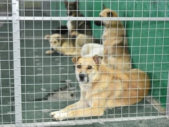 Приют для собак в горно алтайске фото Хакасия - главные новости и последние события - страница 379