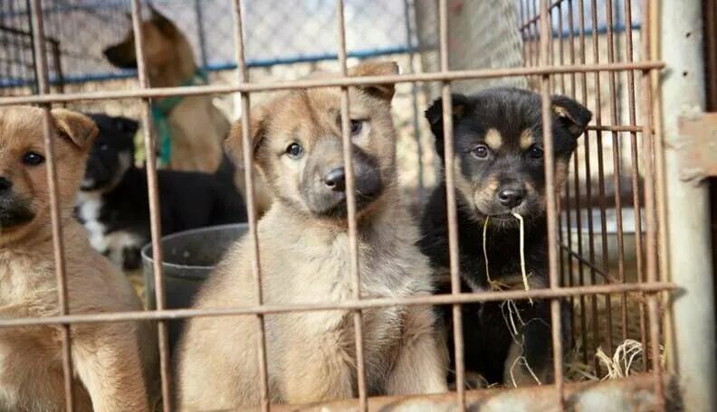 Приют для собак в горно алтайске фото Bright Future Awaits 23 Dogs Saved From South Korean Dog Meat Farm - The Dodo