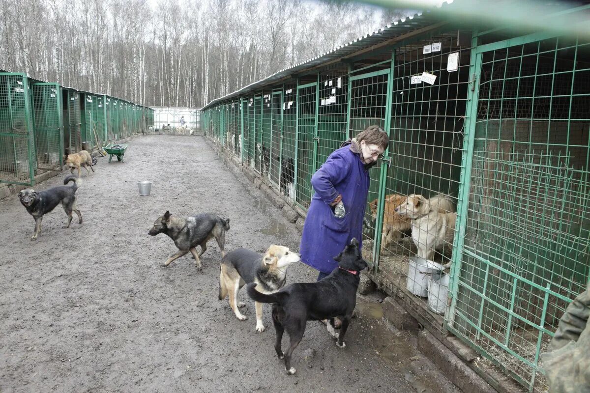 Приют для собак в горно алтайске фото В ЗАО прошло собрание попечительского совета приюта для собак - Москва 24, 16.04