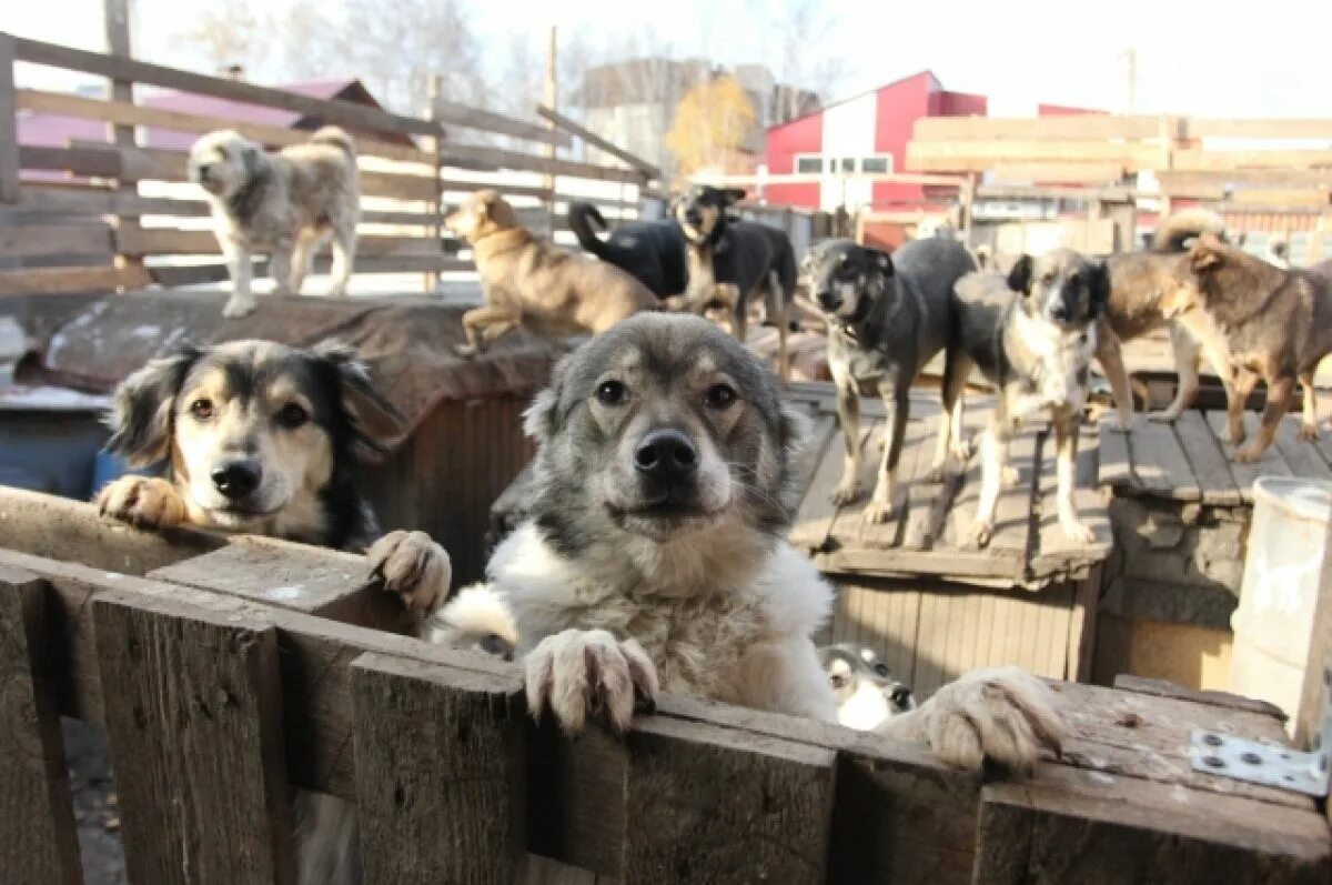 Приют для собак в горно алтайске фото В Прикамье нашли нарушения в деятельности приютов для животных АиФ Пермь