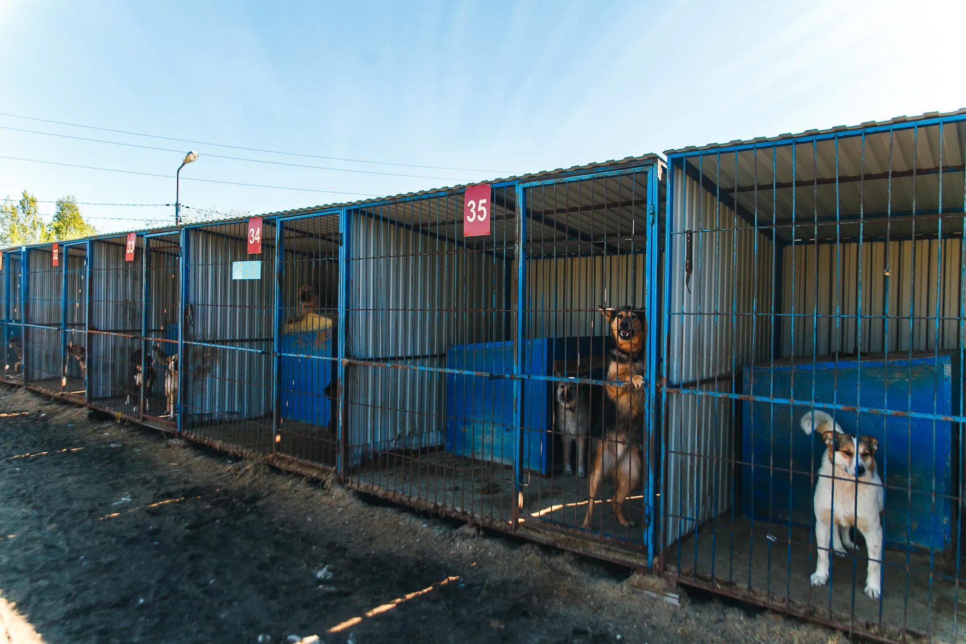 Приют для собак в горно алтайске фото Приют для собак контакты