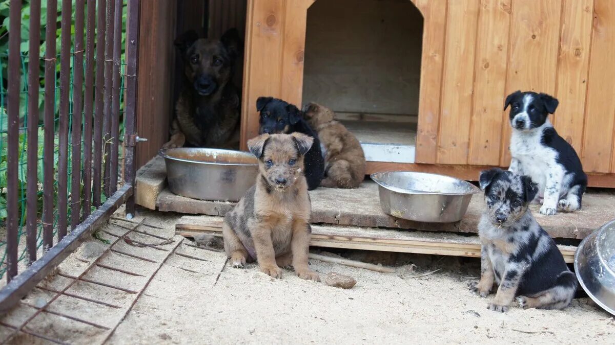 Приют для животных родниковая ул вл26 фото Как взять собаку из приюта Petshop Journal Дзен