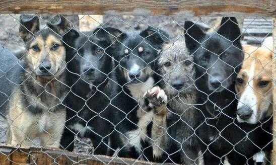 Приют для животных родниковая ул вл26 фото Депутаты внесли изменения в градостроительный регламент для строительства пункта