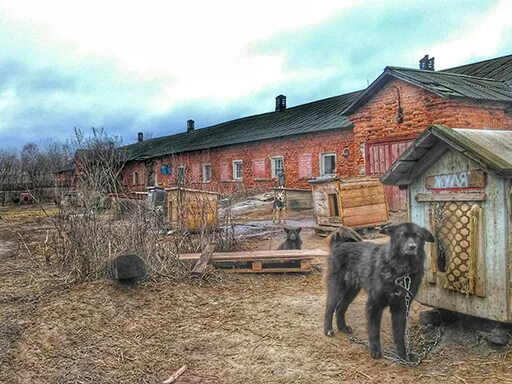 Приют ковчег ярославль заволжский район фото Очередное посещение приюта для собак "Ковчег"