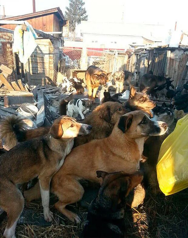 Приют ласка барнаул собаки фото В Барнауле живет женщина-"собака". Она спит в вольере и питается вместе с четвер