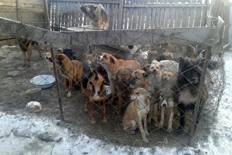 Приют ласка барнаул собаки фото Собачья жизнь: в Барнауле бездомных псов накормили мороженым - KP.RU