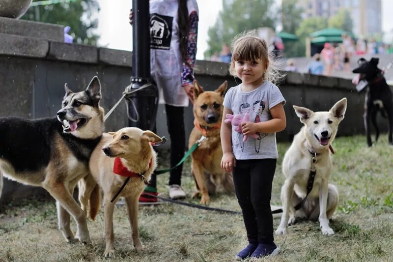 Приют ласка барнаул собаки фото Международный день бездомных животных в Барнауле сделали зрелищным пять собак, т