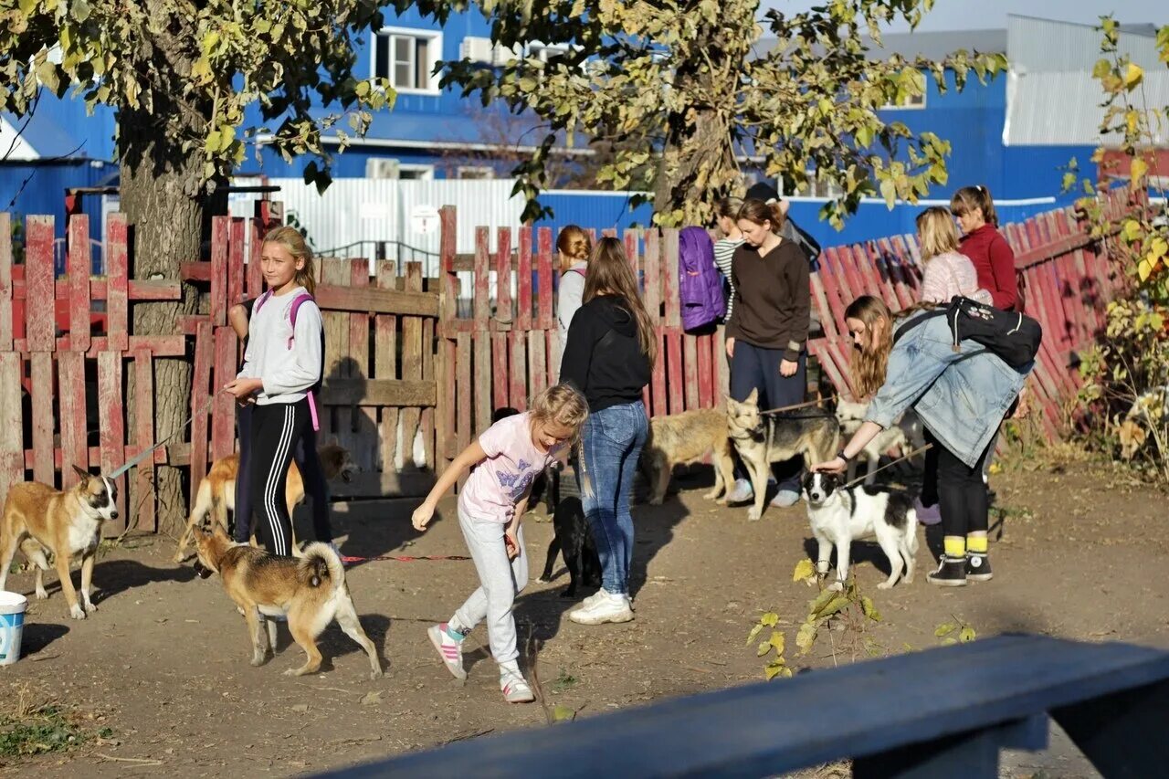 Приют ласка барнаул собаки фото Фото: Ласка, приют для животных, просп. Космонавтов, 52А, Барнаул - Яндекс Карты