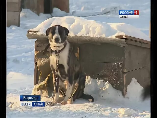 Приют ласка барнаул собаки фото Видеозаписи Приюти! - Приют для животных ЛАСКА (г.Барнаул) ВКонтакте