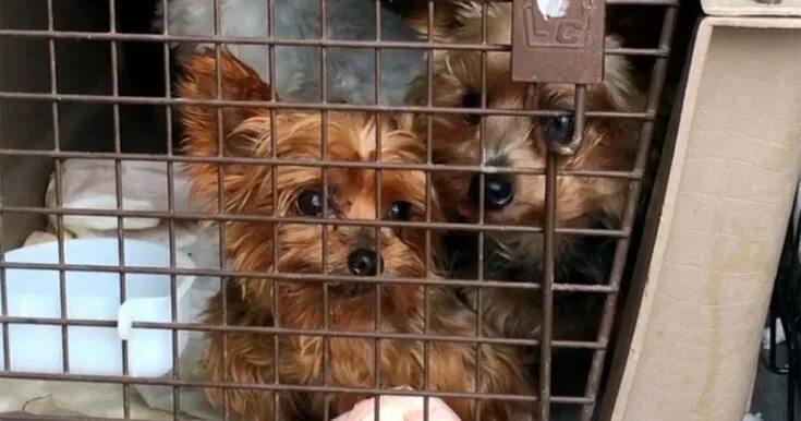 Приют маленьких собак фото More Than 100 Dogs Rescued from Puppy Mills Across the Midwest Get a Second Chan