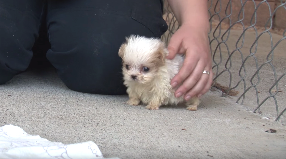 Приют маленьких собак фото Dog Rescued From Puppy Mill Is Introduced To A Friend To Signal A New Beginning