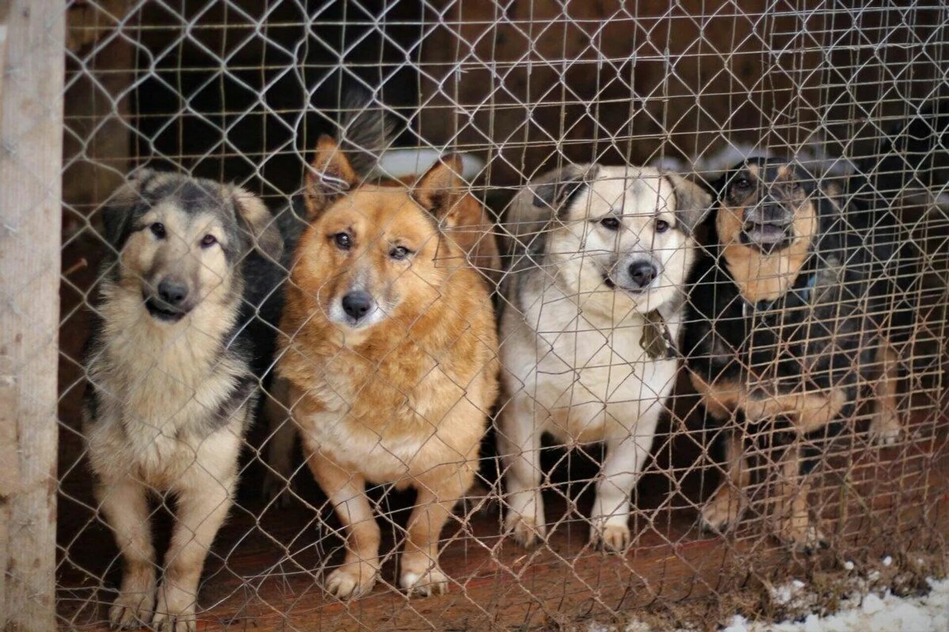 Приют собак в рязани фото "Избавятся от всех": чем обеспокоены жители Бурятии - РИА Новости, 16.12.2023