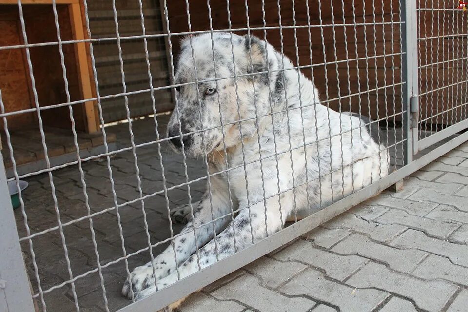 Приют собак в рязани фото В донецком приюте для животных появилась енотовидная собака Жорик и муфлон Беня