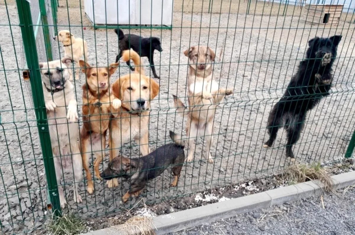 Приюты для животных екатеринбург фото Волонтеры Тюмени обсудили с властями вопросы защиты бездомных животных АиФ Тюмен