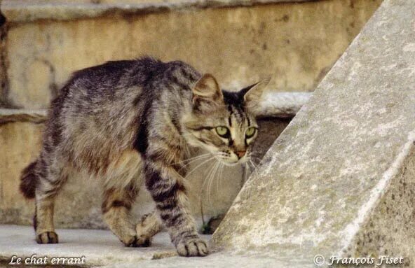 Признаки бешенства у кошек фото VAUCLUSE/LE CHIFFRE DU JOUR. 400 nouveaux chats sans maître stérilisés à Avignon