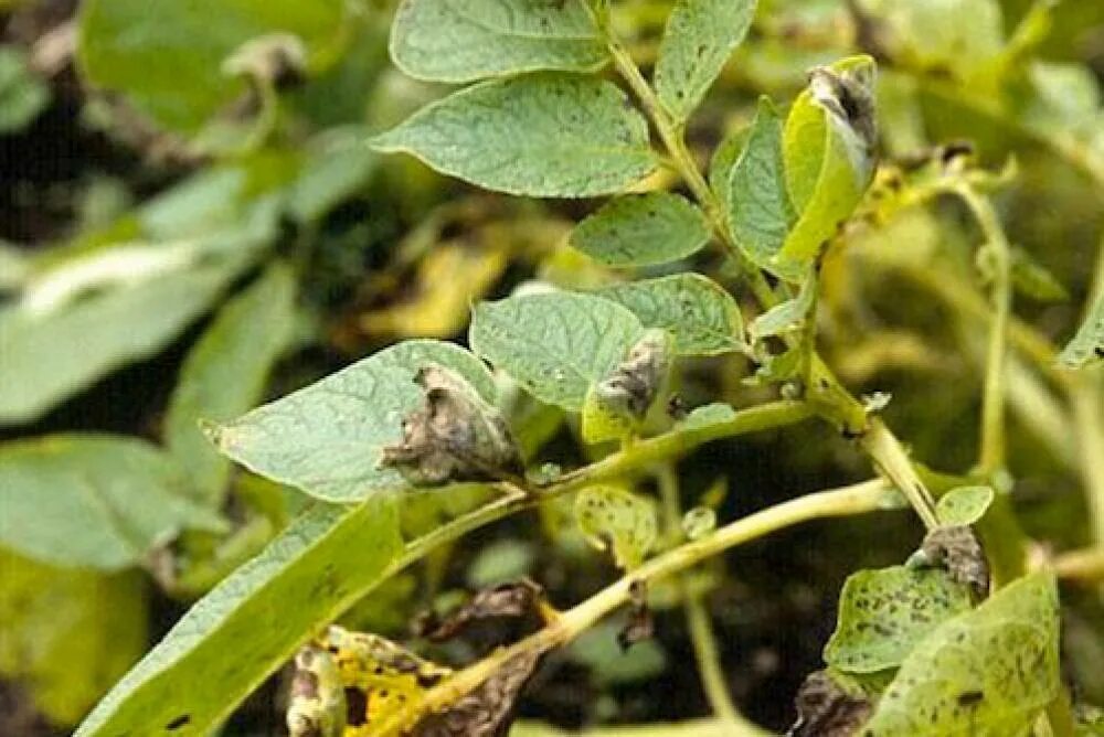 Признаки фитофторы на картофеле фото recognise blight on potatoes Best in Horticulture