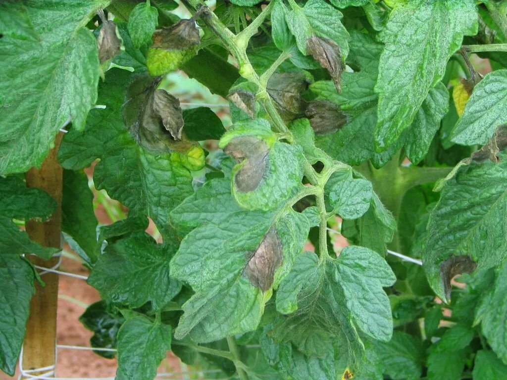 Признаки фитофторы на помидорах фото Qué le pasa a mi tomatera? - Problemas en hojas y tallo Plant leaves, Gardening 