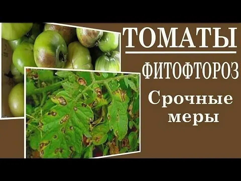 Признаки фитофторы на помидорах фото Фитофтороз на томатах. Фото фитофторы на помидорах. Первые признаки, как выгляди