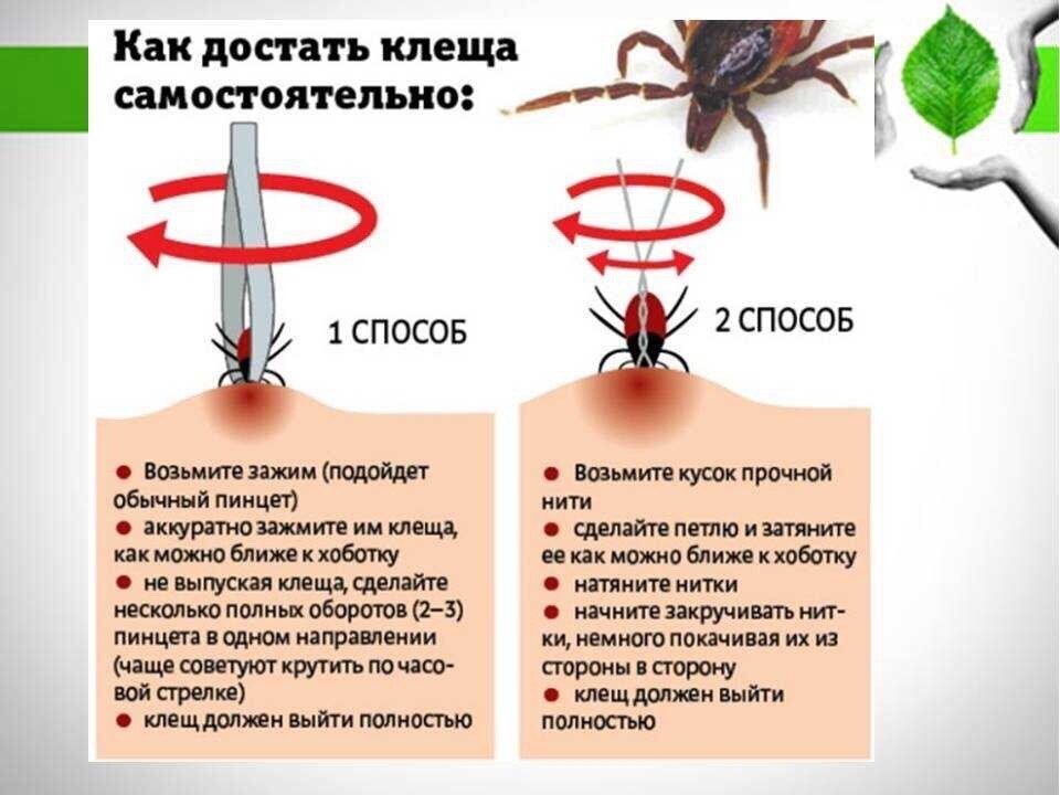 Признаки клеща на лице фото Опасность клещей для домашних животных Лаборатория Ветеринарная Дзен