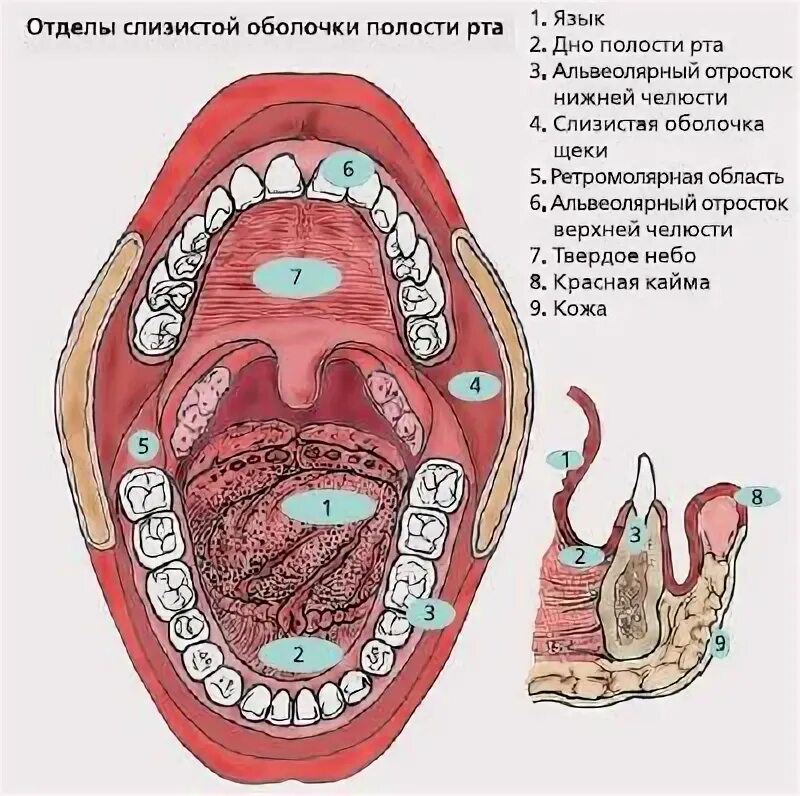 Признаки рака полости рта симптомы фото Образование под языком - Арт Минск.ру