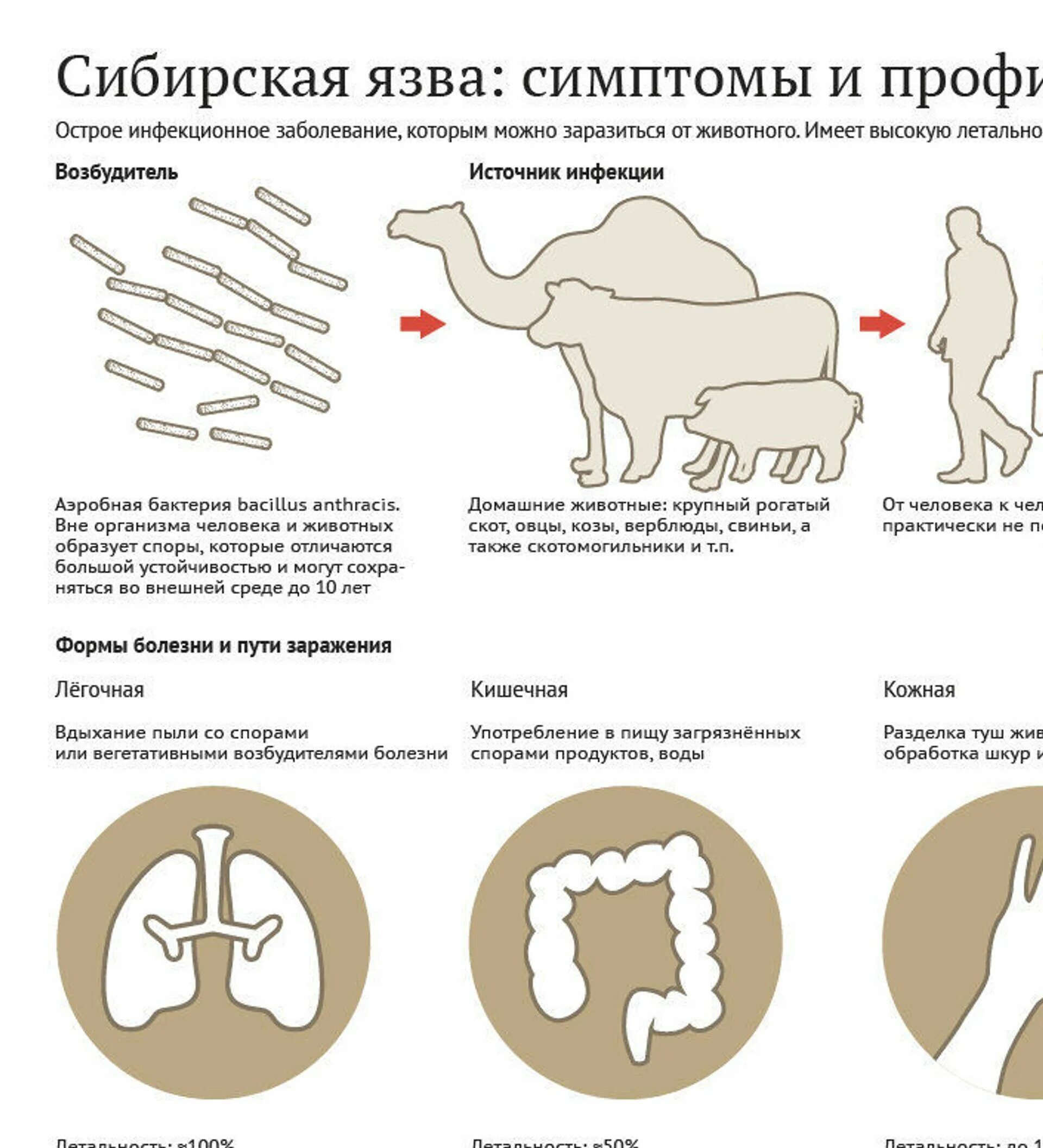 Признаки сибирской язвы фото Сибирская язва - симптомы и как лечить?