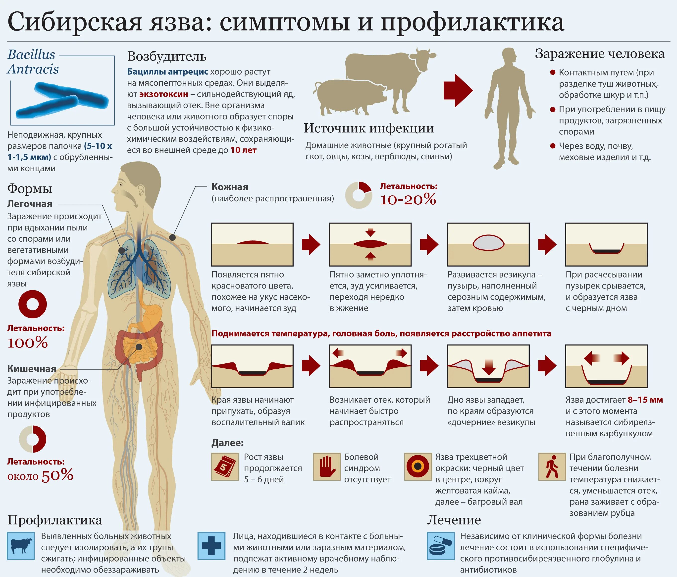 Признаки сибирской язвы фото Картинки ПЕРИОД НАЧАЛА БОЛЕЗНИ