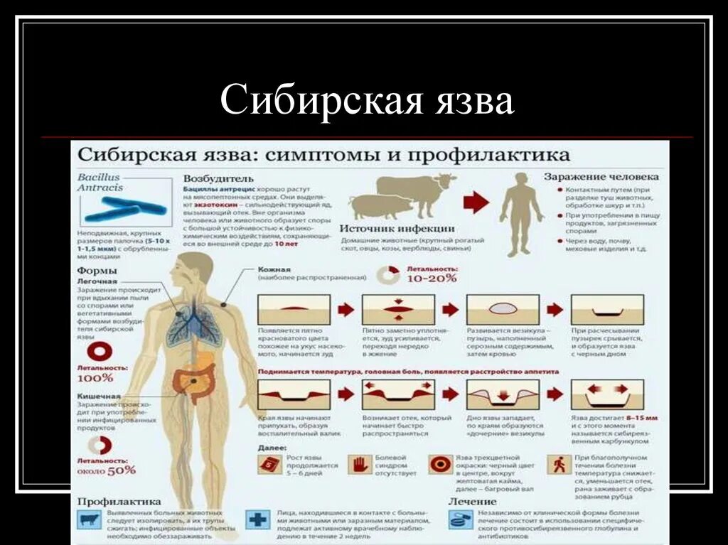 Признаки сибирской язвы фото Памятка для населения "Мероприятия по профилактике сибирской язвы"