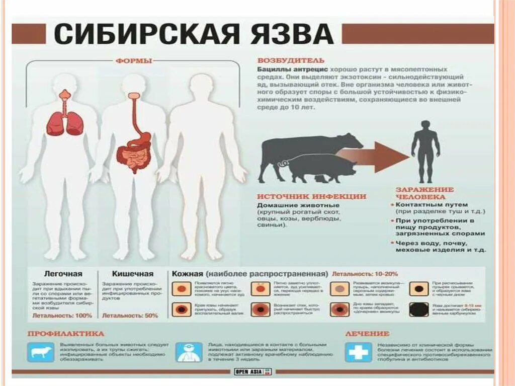 Признаки сибирской язвы у человека фото Сибирская язва - Официальный сайт органов местного самоуправления