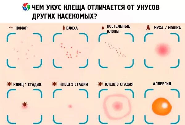 Признаки укусов клопов у человека фото Tick bites in humans: symptoms, complications and treatment