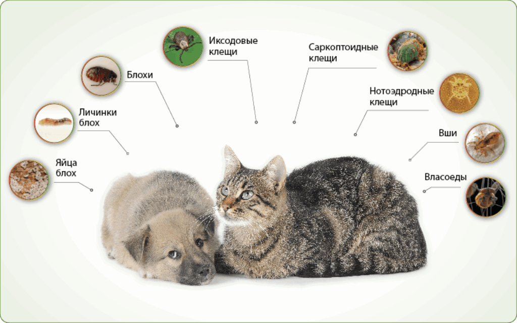 Признаки власоеда у кошек симптомы фото Товары для кошек и котят. Купить с доставкой по Донецку и ДНР