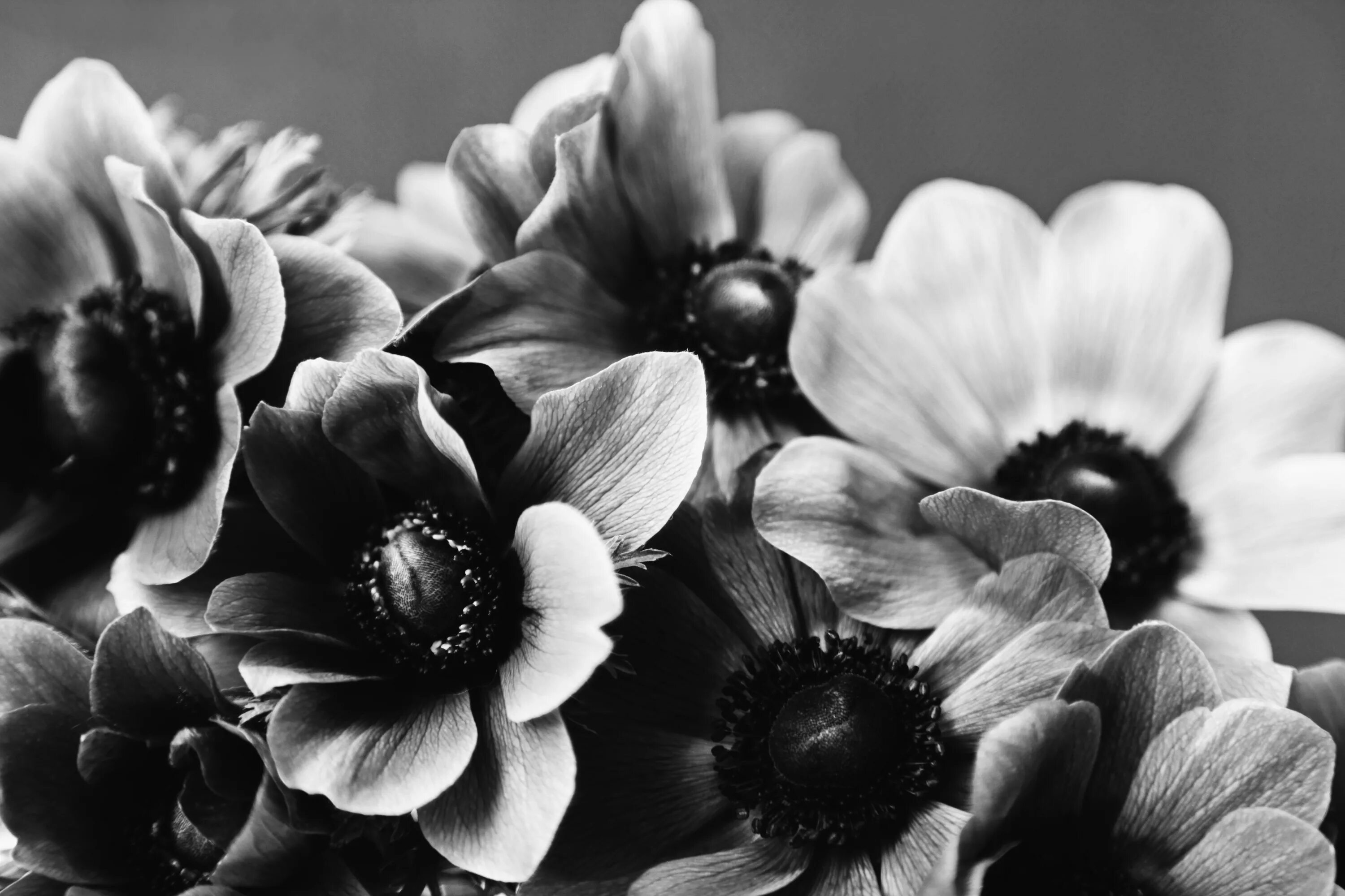 Про фото черное белое Free Images : anemone, flower, flowers, bouquet, black white, black and white, f