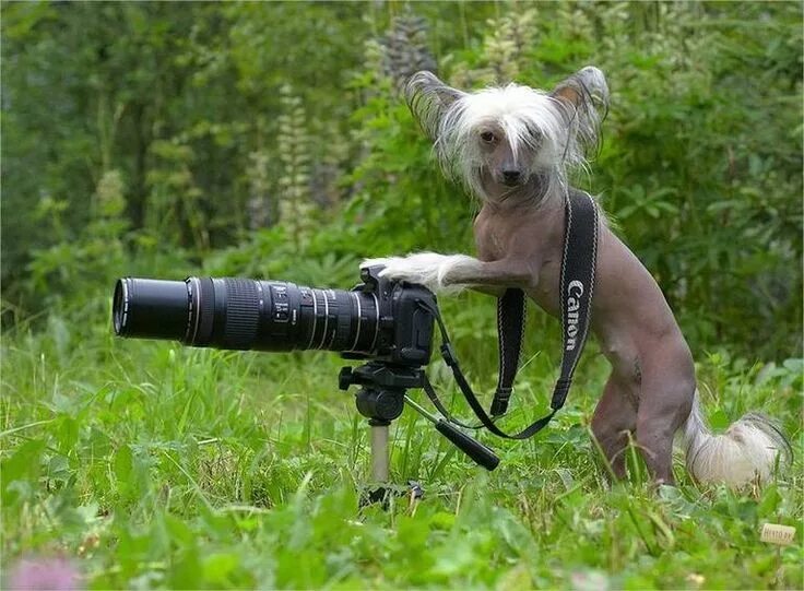 Про фото дня Прикольные фотографы (58 фото) Best funny images, Hairless dog, Chinese crested