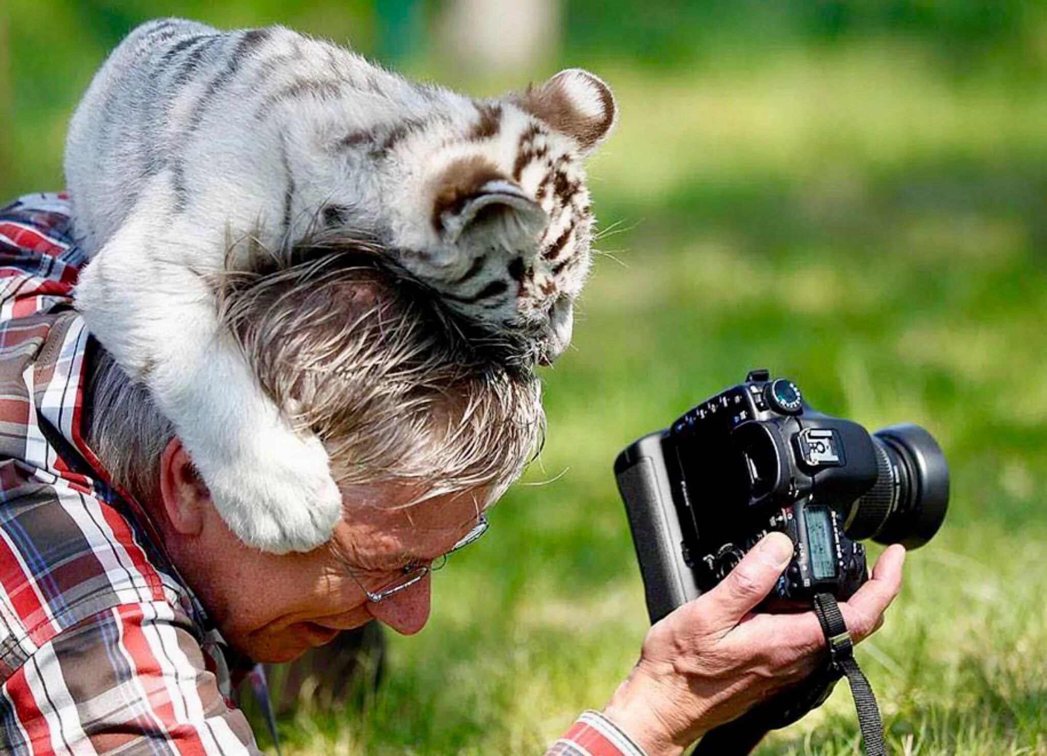 Про фото дня Life of a wildlife photographer - Steemit