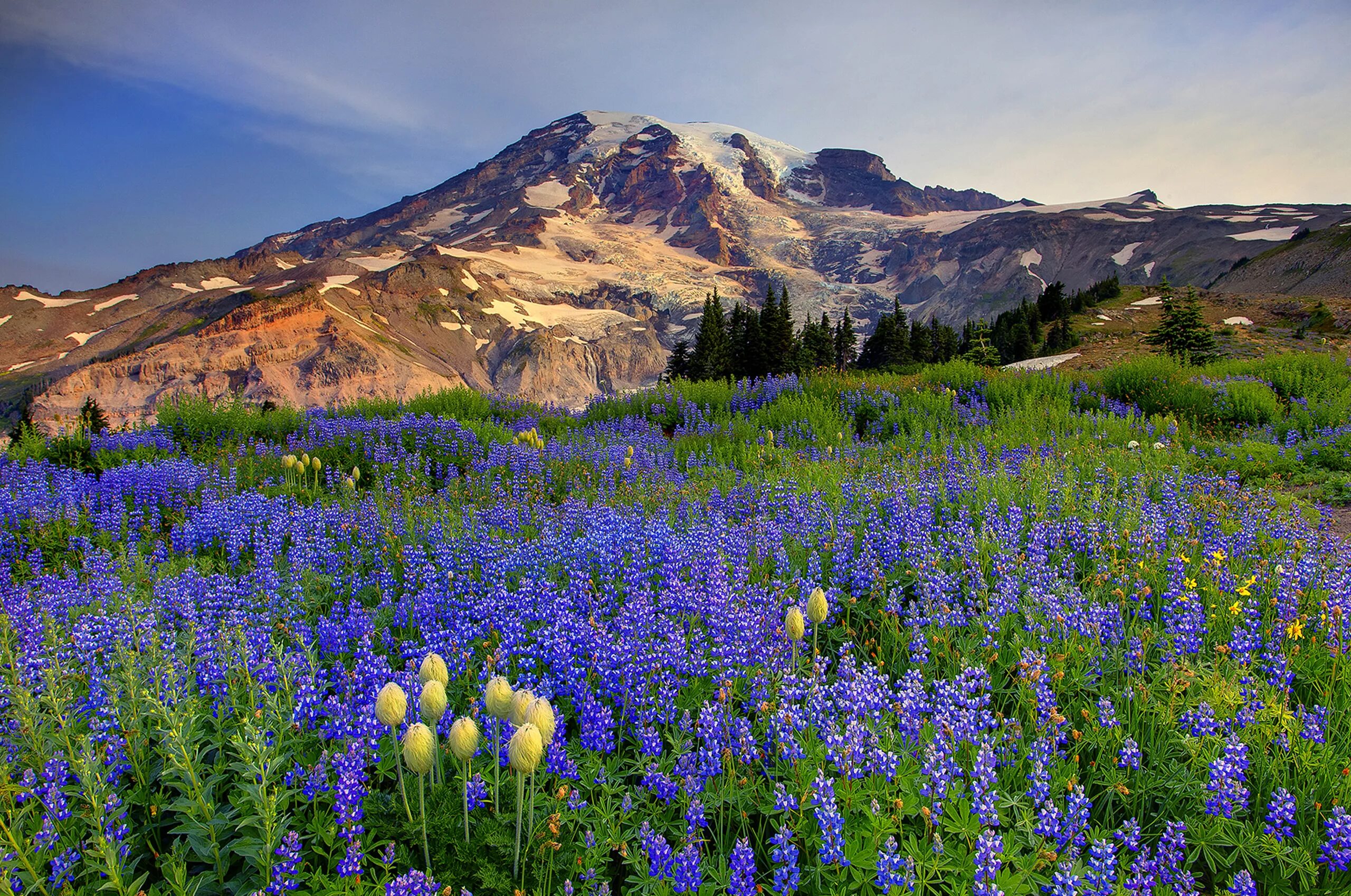 Про фото дня Download wallpaper the sky, clouds, snow, trees, flowers, mountains, nature, mea