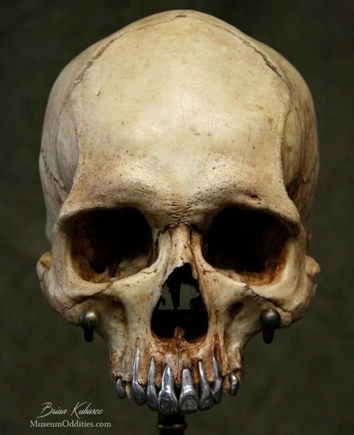 Пробитый череп фото Pin on SKULL LIFE Skull, Real human skull, Skull reference