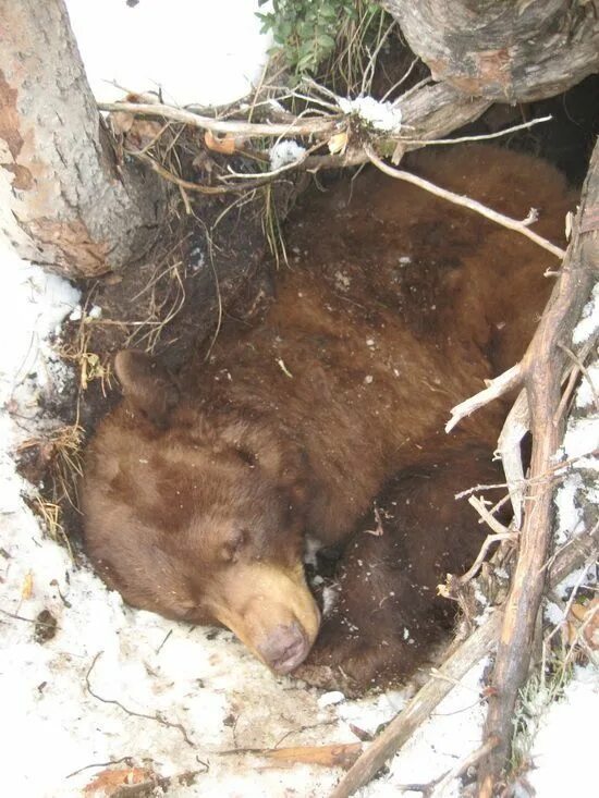 Пробка медведя после спячки фото Black bear in den Медведь спит зимой Медведь