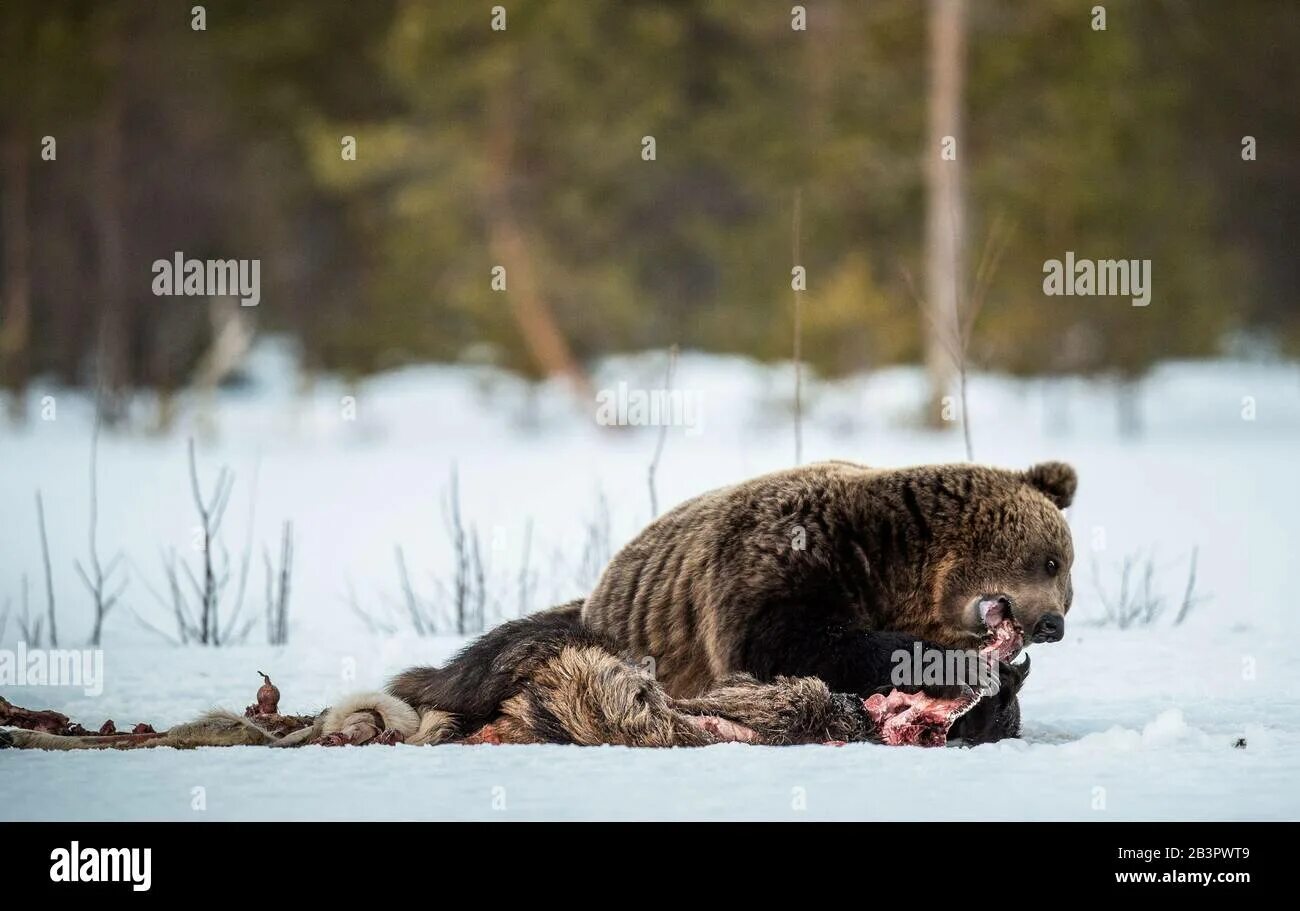 Пробка медведя после спячки фото Brown bear awoke from hibernation, eats the moose's corpse. A brown bear in the 