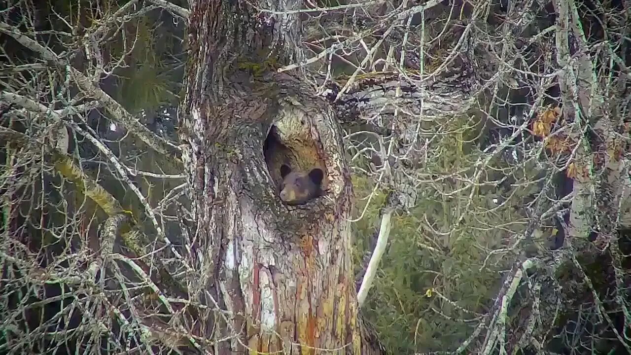 Пробка медведя после спячки фото Black bear on morning in your gorgeous house. GlacierNPS in Montana. - YouTube