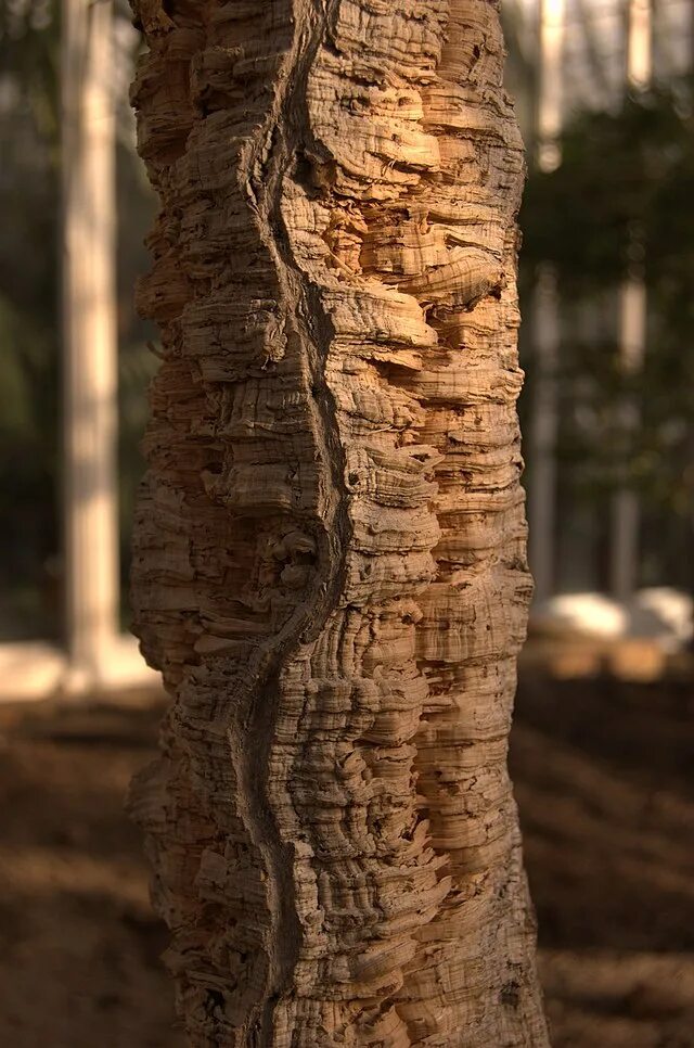 Пробковое дерево фото File:Quercus suber aka cork oak.jpg - Wikipedia