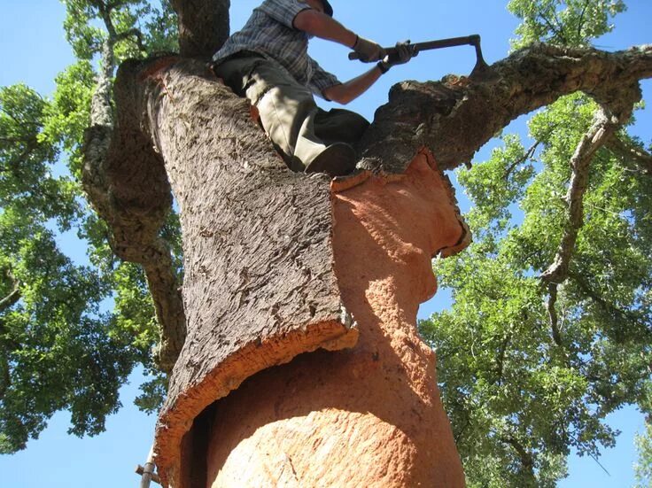 Пробковое дерево фото Image result for cork tree Cork tree, Cork, Cork bracelet