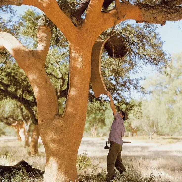 Пробковое дерево фото Sustainability Cork tree, The story of ferdinand, Cork