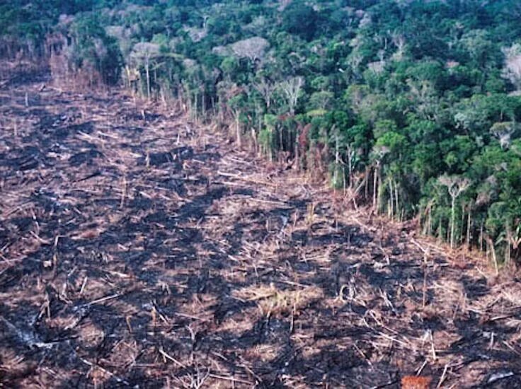 Проблема исчезновения тропических лесов фото The face of deforestation in the Peruvian amazon. Slash-and-burn as we colonize 