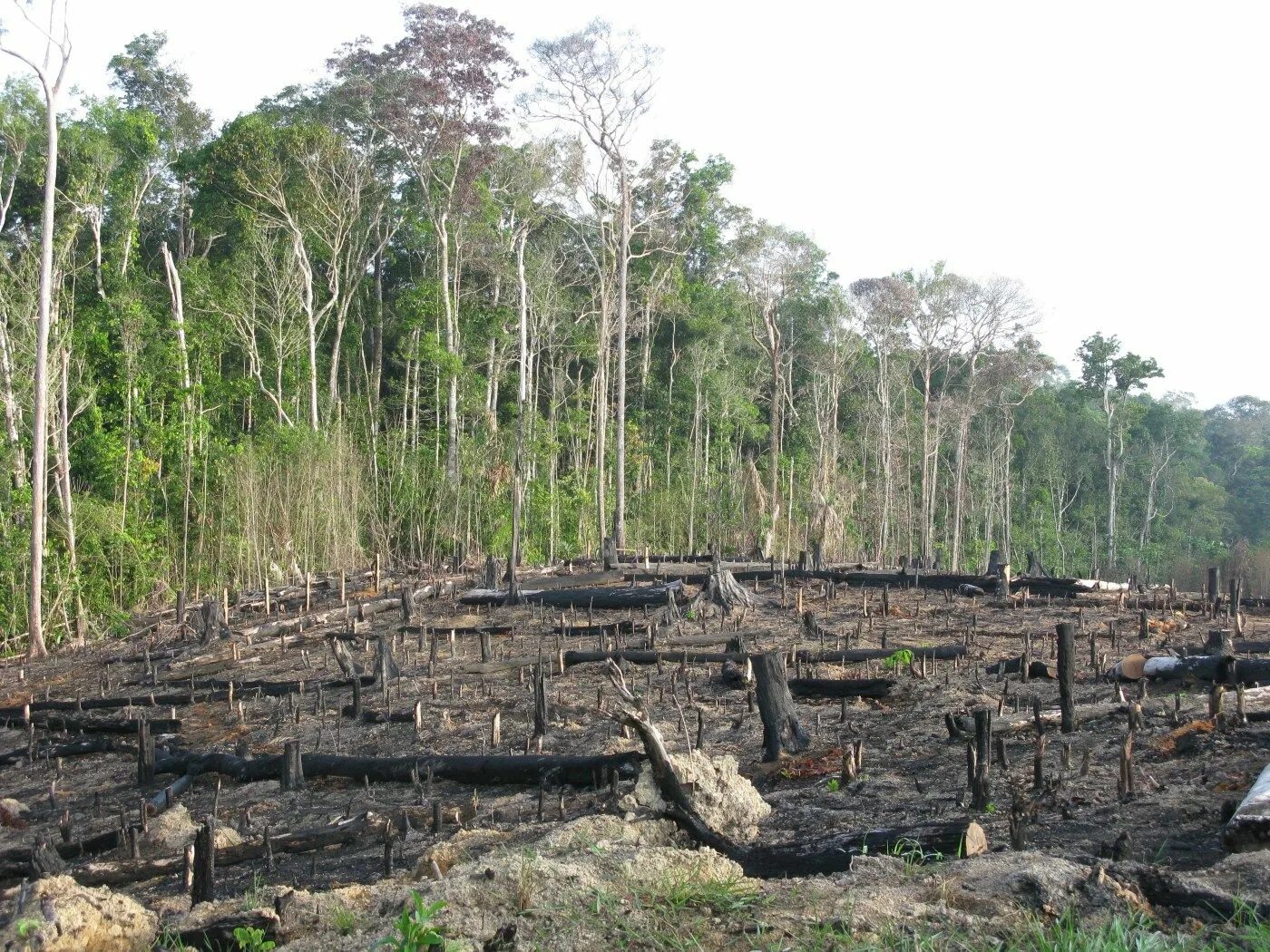 Проблема исчезновения тропических лесов фото Wie wirkt Palmöl auf Mensch, Tier & Umwelt? * Albert Schweitzer Stiftung Defores