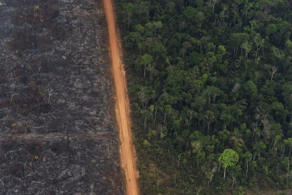 Проблема исчезновения тропических лесов фото AP Explains: A look at Amazon fires as climate worries mount