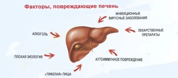 Проблемы с печенью фото Чистим печень изюмом: Процедура очищения и детоксикации печени с помощью изюма я