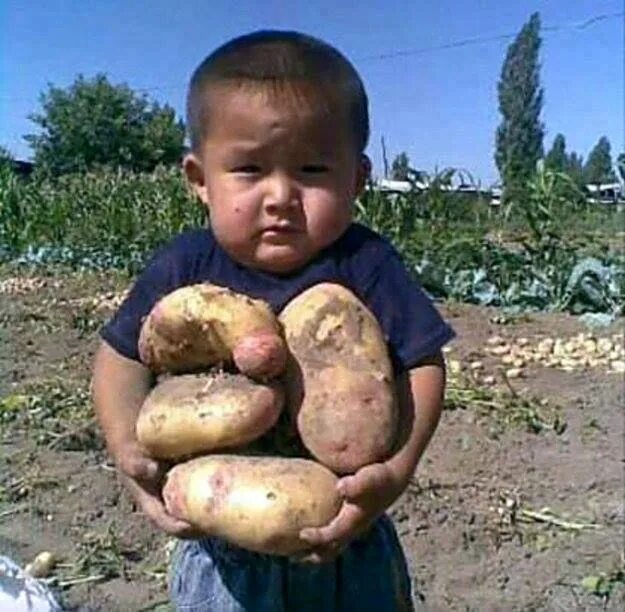 Продал картошку фото прикол Pin by Joanne Boyle on children Potatoes, Vegetables, Cute kids