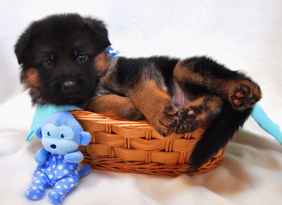 Продам щенки фото juliemartinezmittelw on DeviantArt German shepherd puppies, Puppies, German shep