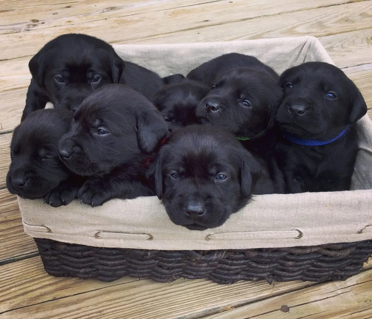 Продам щенки фото Armor for black Labrador puppies. Puppies are purebred. Write to.. 2023 Черепано